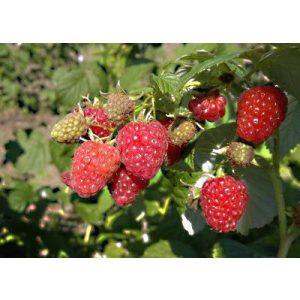 Himbeere - "Eszterházi kétszertermő" – Rubus idaeus