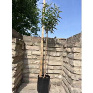 Sommerflieder, Schmetterlingsstrauch, Schmetterlingsflieder – Weiß – Buddleia davidii
