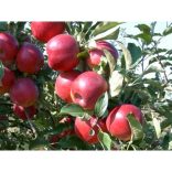 Winter Apfel – Jonathan, Rote Jonathan – Malus