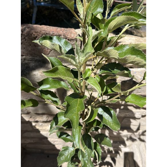 Winter Apfel – Jonathan, Rote Jonathan – Malus