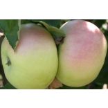 Winter Apfel – Sommer wichtig – Malus