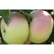 Winter Apfel – Sommer wichtig – Malus