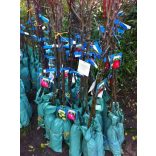 Winter Apfel – Sommer wichtig – Malus