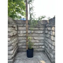 Korkenzieher Weide - Salix matsudana ‘Tortuosa’ 