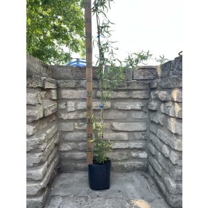 Korkenzieher Weide - Salix matsudana ‘Tortuosa’ 