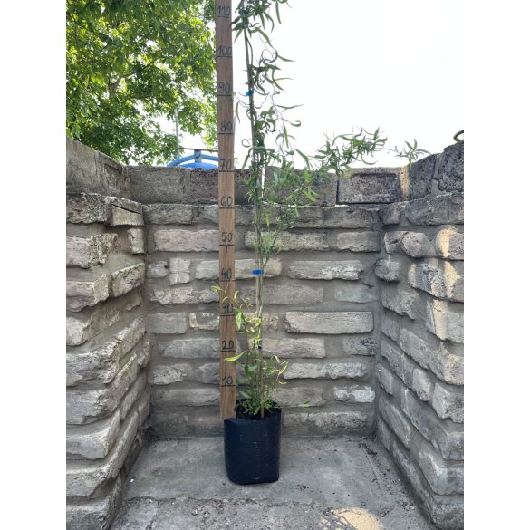 Korkenzieher Weide - Salix matsudana ‘Tortuosa’ 