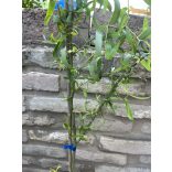 Korkenzieher Weide - Salix matsudana ‘Tortuosa’ 