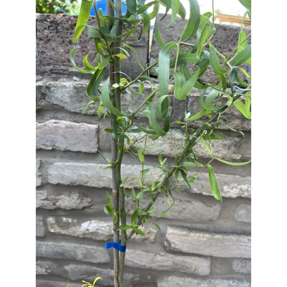 Korkenzieher Weide - Salix matsudana ‘Tortuosa’ 