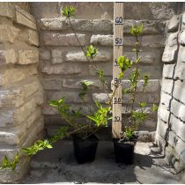 Forsythie – Forsythia intermedia – Goldglöckchen