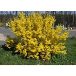 Forsythie – Forsythia intermedia – Goldglöckchen
