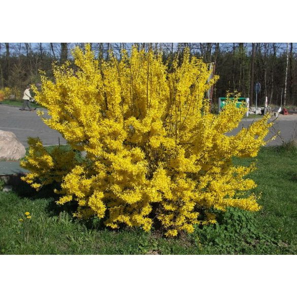 Forsythie – Forsythia intermedia – Goldglöckchen