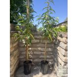 Nektarine – Caldesi 2000 – Prunus persica var. nucipersica – im Container