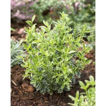   Euonymus microphyllus 'Aureovariegatus' - japanischen Spindelsträuchern