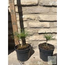 Pinus mugo Varella – Bergkiefer