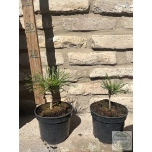 Pinus mugo Varella – Bergkiefer