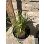 Pinus mugo Varella – Bergkiefer