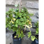 Lonicera Halliana – Japanisches Geißblatt
