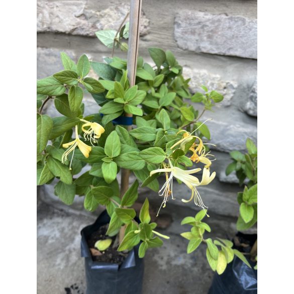 Lonicera Halliana – Japanisches Geißblatt