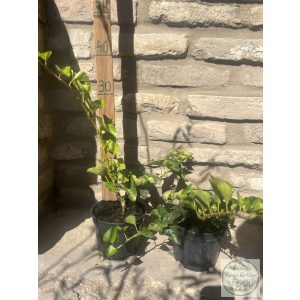 Efeu Pflanzen - Hedera Helix - Kletterpflanzen, Bodendecker Zaun Kletterpflanze