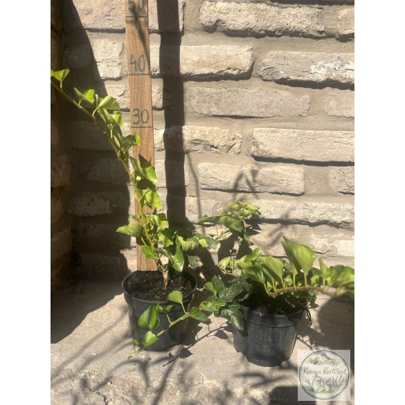 Efeu Pflanzen - Hedera Helix - Kletterpflanzen, Bodendecker Zaun Kletterpflanze