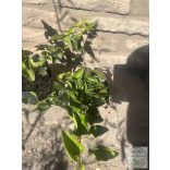 Efeu Pflanzen - Hedera Helix - Kletterpflanzen, Bodendecker Zaun Kletterpflanze