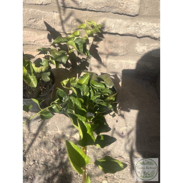 Efeu Pflanzen - Hedera Helix - Kletterpflanzen, Bodendecker Zaun Kletterpflanze