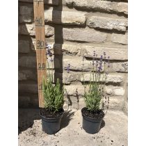 Lavendel - Lavandula angustifolia - lila