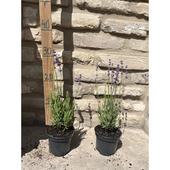 Lavendel - Lavandula angustifolia - lila