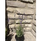 Lavendel - Lavandula angustifolia - lila