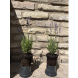 Lavendel - Lavandula angustifolia - lila