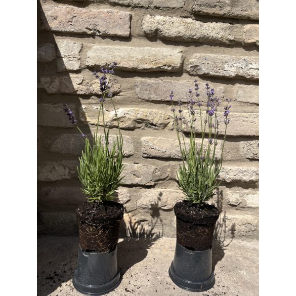 Lavendel - Lavandula angustifolia - lila