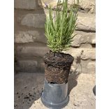 Lavendel - Lavandula angustifolia - lila