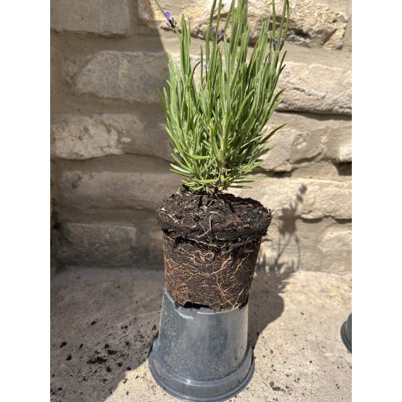 Lavendel - Lavandula angustifolia - lila