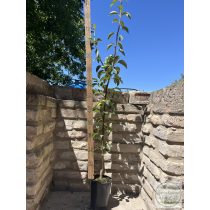 Sommerbirne 'Williams' – Pyrus – im Container