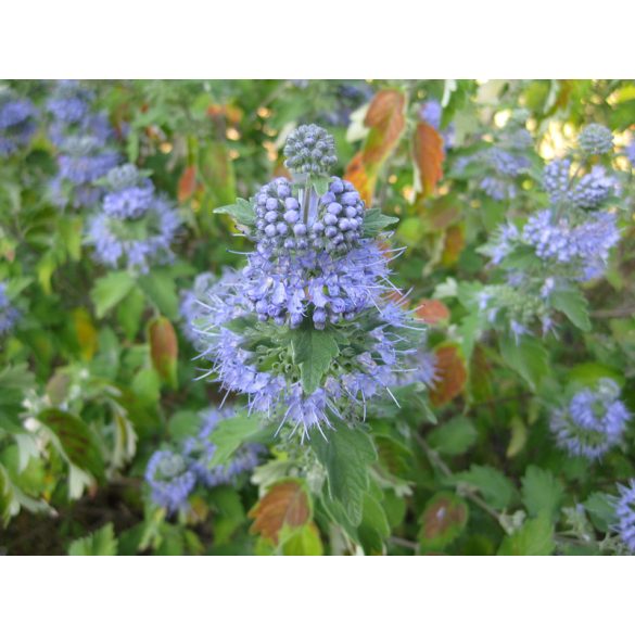 Stamm – CARYOPTERIS INCANA – Bartblume