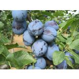 Zwetschke, Pflaume – Cacanska Lepotica – Prunus domestica – im Container