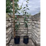 Zwetschke, Pflaume – Cacanska Lepotica – Prunus domestica – im Container