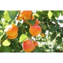 Aprikose – Marille – Harcot – Prunus armeniaca