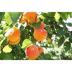 Aprikose – Marille – Harcot – Prunus armeniaca