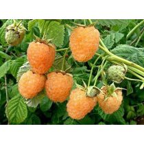 Himbeere - "Fertődi aranyfürt" – Rubus idaeus