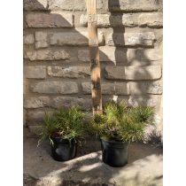 Pinus mugo pumilio - kleine Zwergkiefer