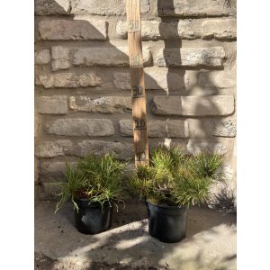 Pinus mugo pumilio - kleine Zwergkiefer