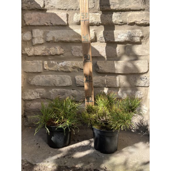 Pinus mugo pumilio - kleine Zwergkiefer