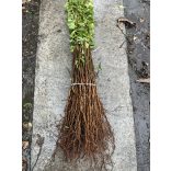 Sajmeggy - Prunus mahaleb