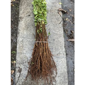 Sajmeggy - Prunus mahaleb