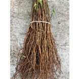 Sajmeggy - Prunus mahaleb