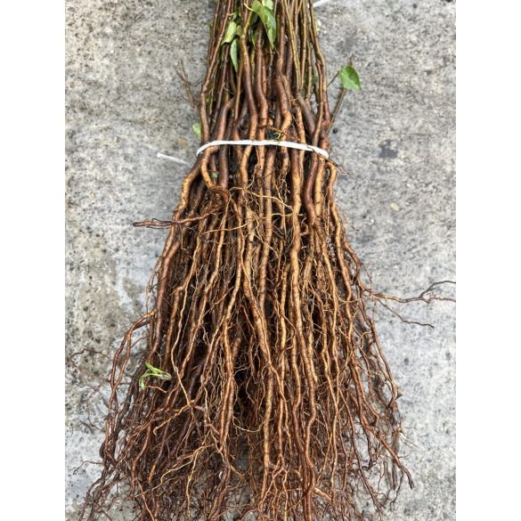 Sajmeggy - Prunus mahaleb