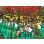 Mandel – Budatetenyer 1 – Prunus dulcis