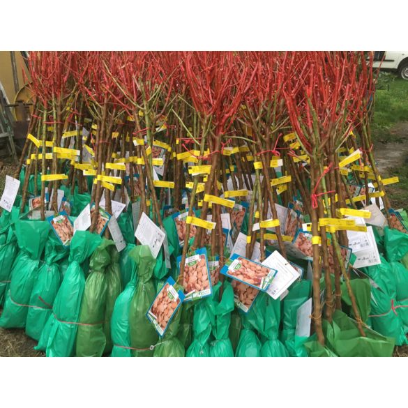 Mandel – Budatetenyer 1 – Prunus dulcis