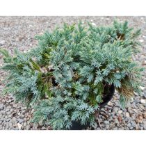 Juniperus squamata 'Blue Star' 
